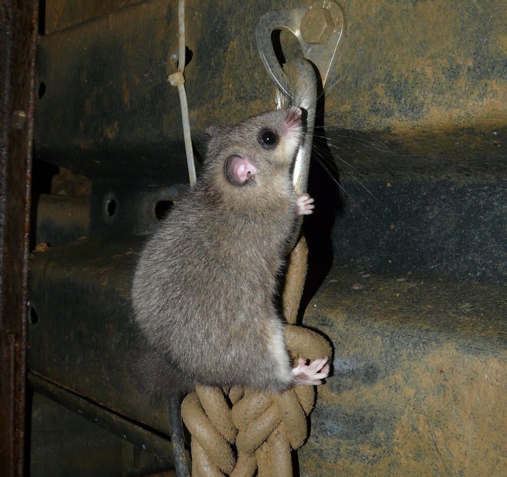 Das Foto zeigt einen Siebenschläfer, der an einem Seil hinauf klettert