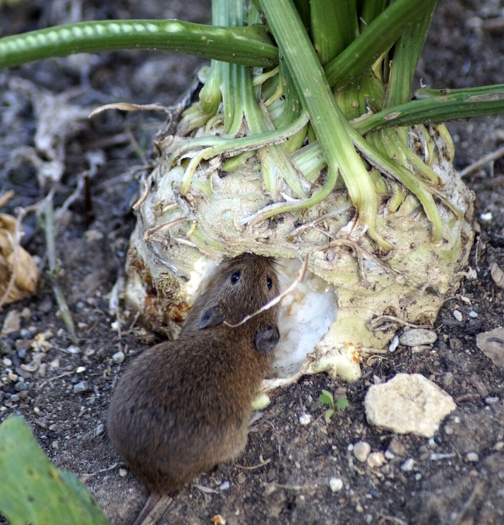 Das Foto zeigt eien Maus die an einer Knolle frisst