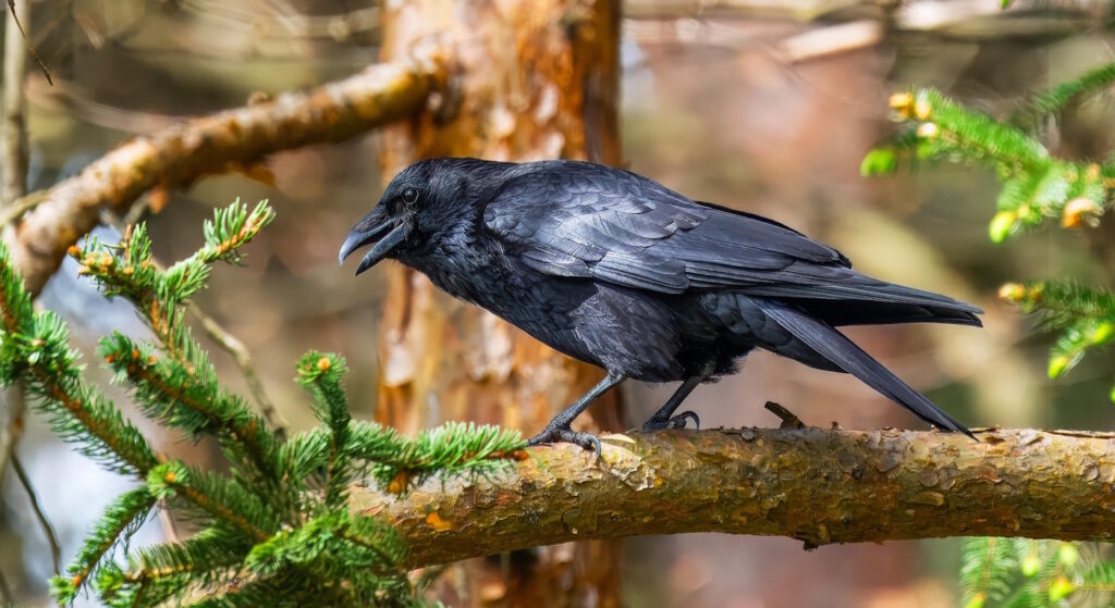 Das Foto zeigt eine Krähe auf einem Baum