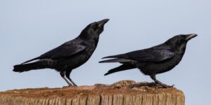 Das Foto zeigt zwei schwarze Krähen