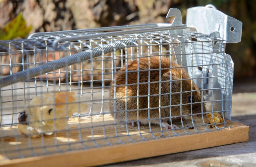 Das Foto zeigt eine Lebendfalle mit einer Ratte