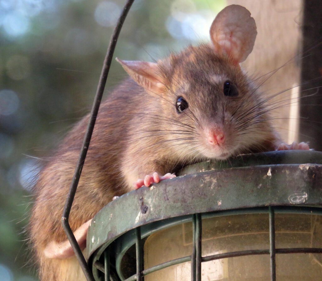 Das Foto zeigt eine Ratte