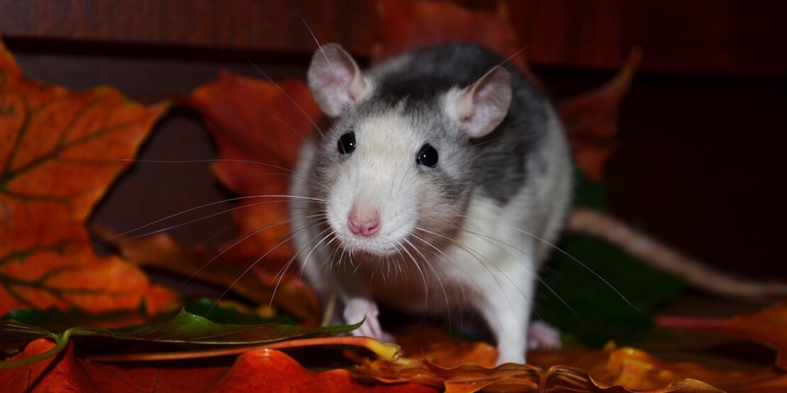Das Foto zeigt eine Ratte im Blätterhaufen