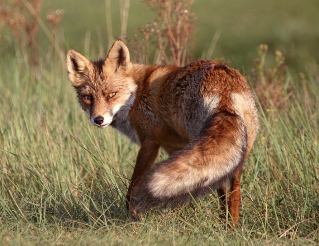 Das Foto zeigt einen Rotfuchs auf der Wiese