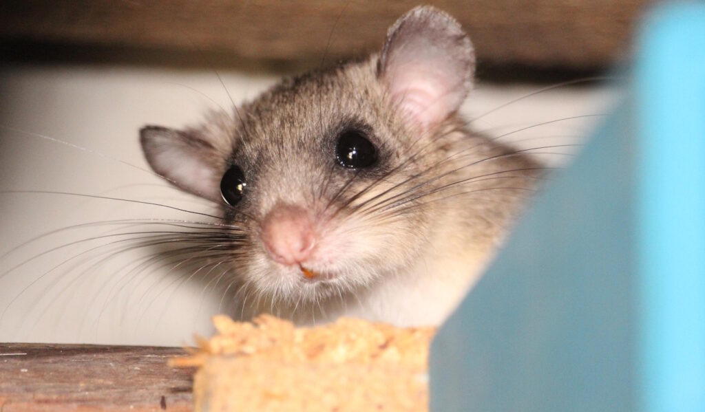 Das Foto zeigt einen Siebenschläfer, der aus einer Ecke hervorschaut