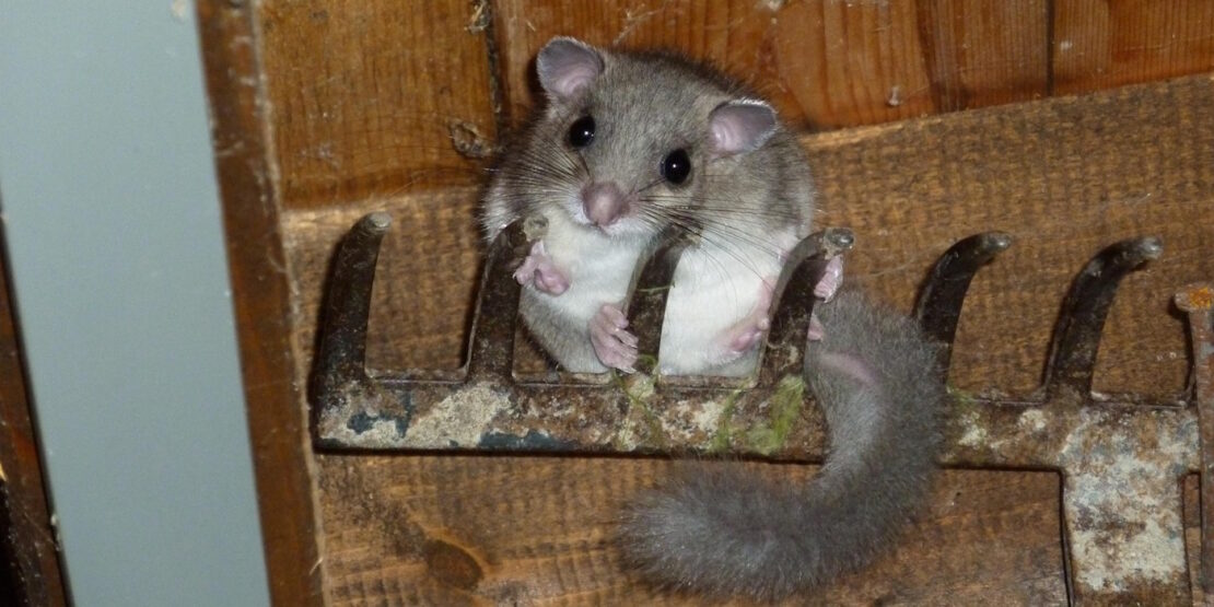 Das Foto zeigt einen Siebenschläfer der auf einem umgedrehten Rechen sitzt