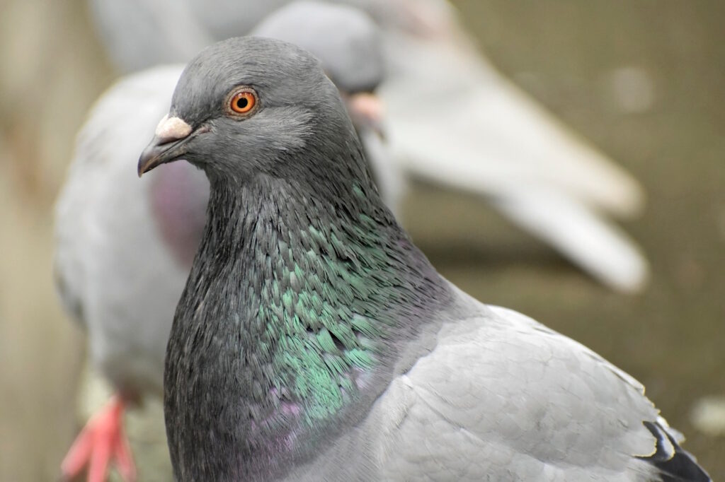 Das Foto zeigt den Kopf einer Taube in Nahaufnahme