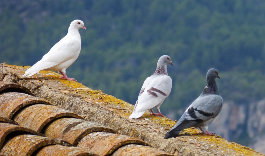 Das Foto zeigt drei Tauben auf einem Dach