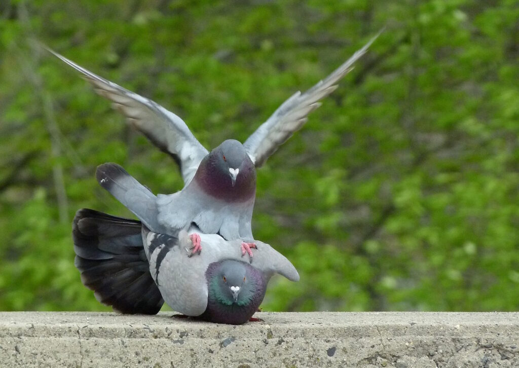 Das Foto zeigt zwei Tauben, die aufeinander sitzen