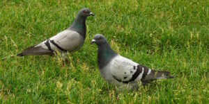 Das Foto zeigt zwei Tauben im Gras
