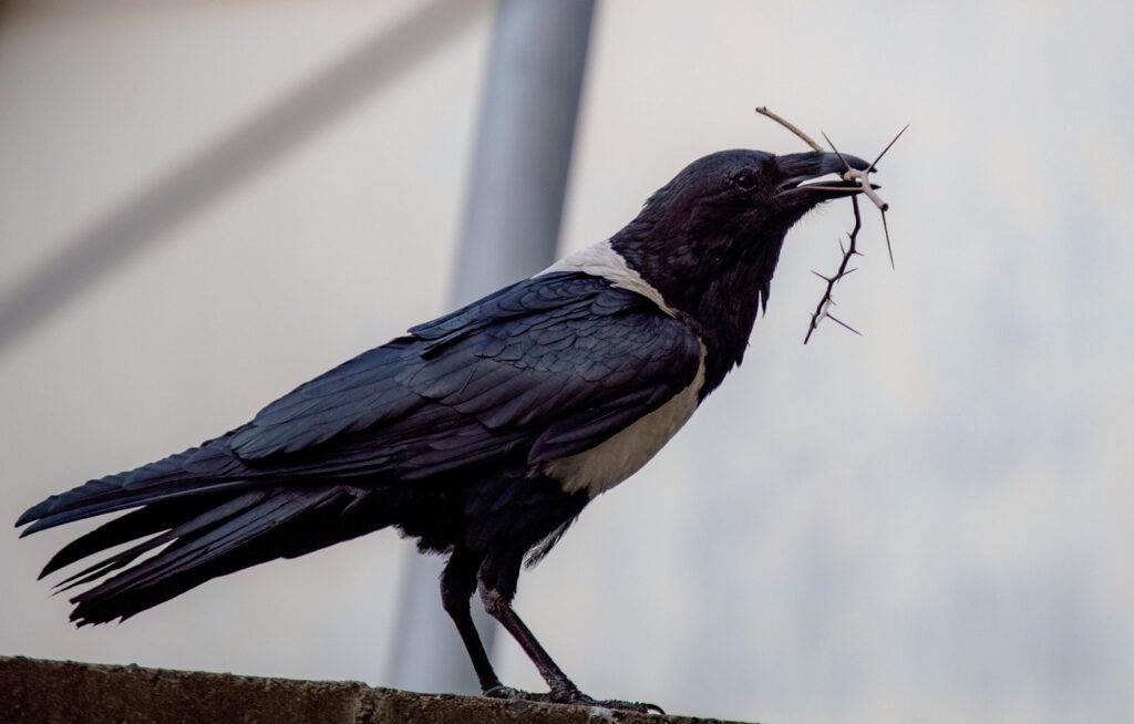 Das Foto zeigt eine Krähe mit Ästchen im Schnabel