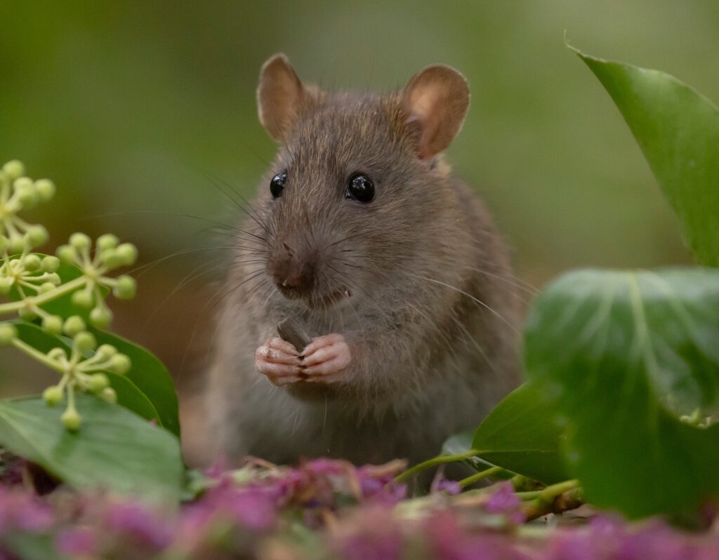 Das Foto zeigt eine Wanderratte