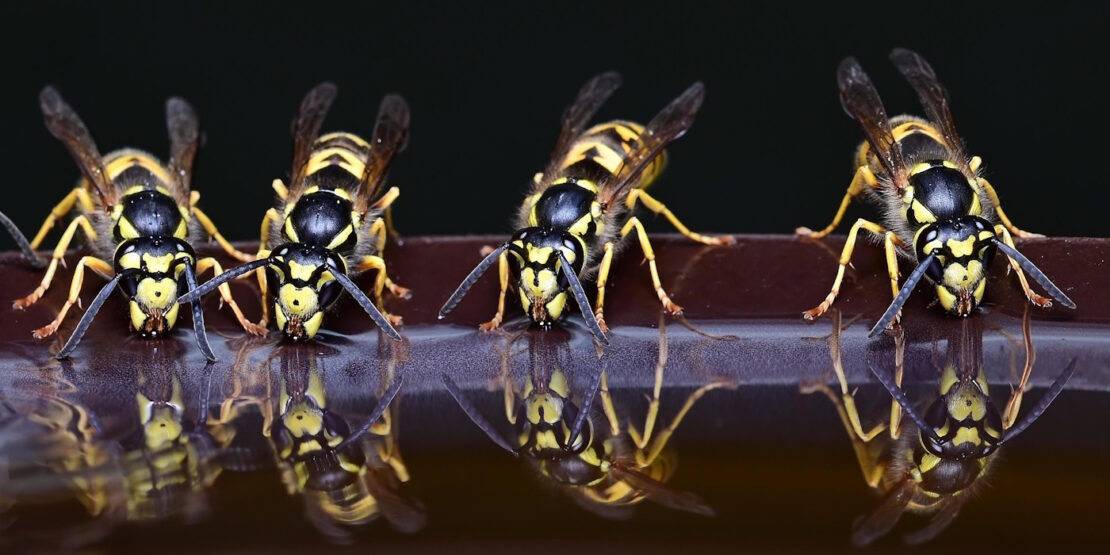 Das Foto zeigt vier Wespen