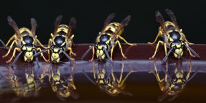 Das Foto zeigt vier Wespen