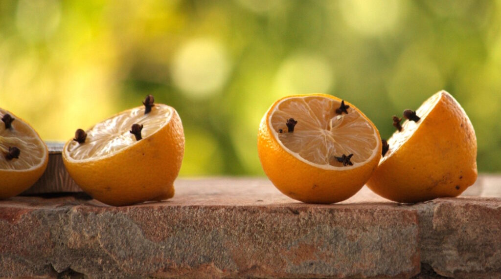 Das Foto zeigt halbe Zitronen mit Nelken gespickt