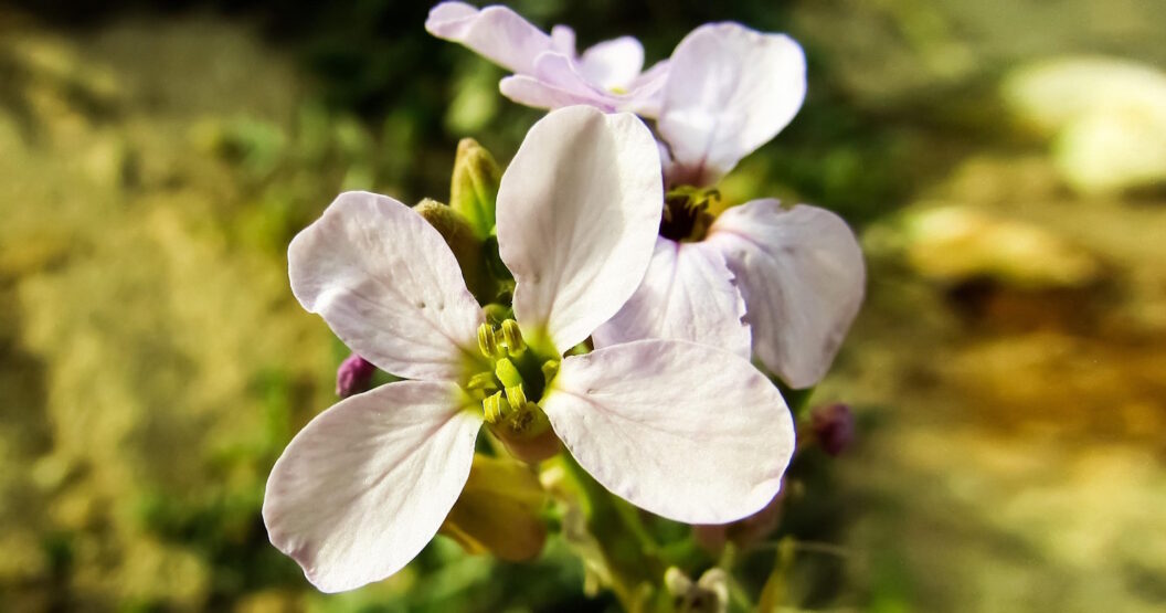 Das Foto zeigt die Blüte vom Ackerrettich