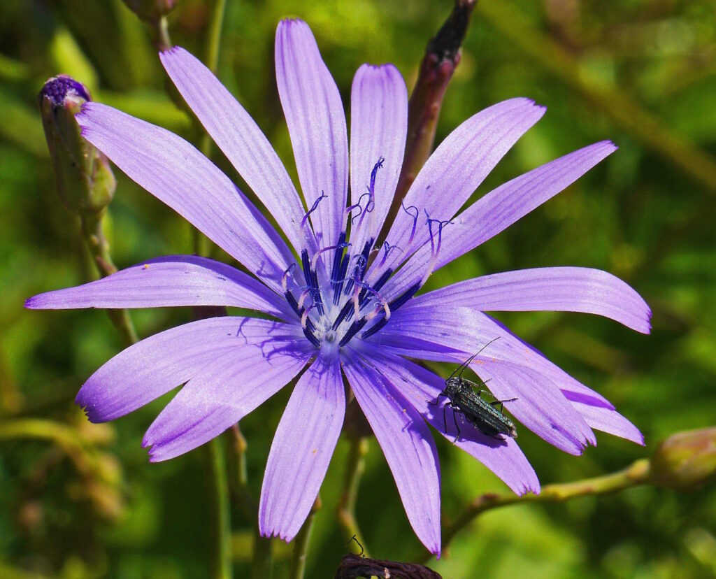 Das Foto zeigt die Blüte vom Blauen Lattich