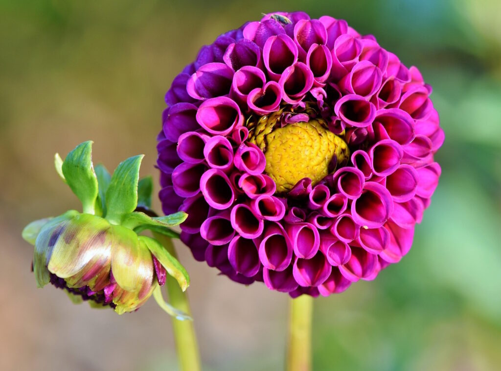 Das Foto zeigt eine Dahlie in pink