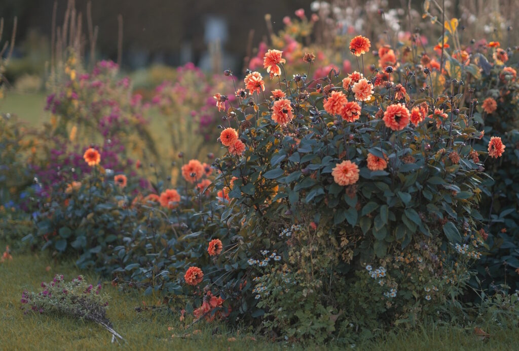 Das Foto zeigt einen Busch von orangefarbenen Dahlien
