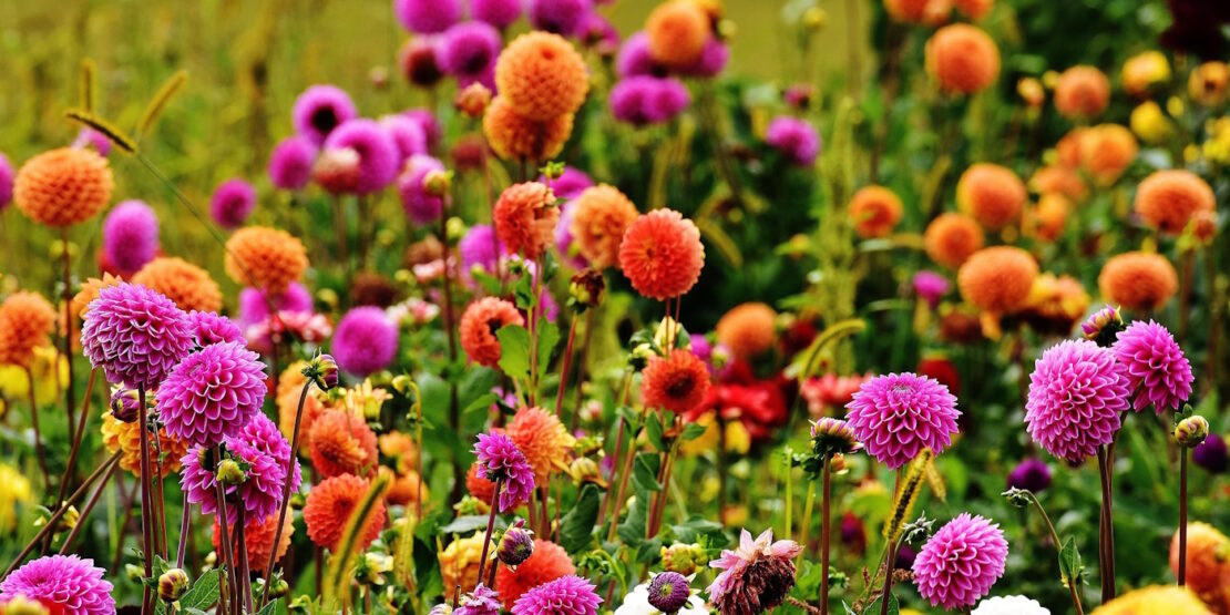 Das Foto zeigt bunte Dahlien