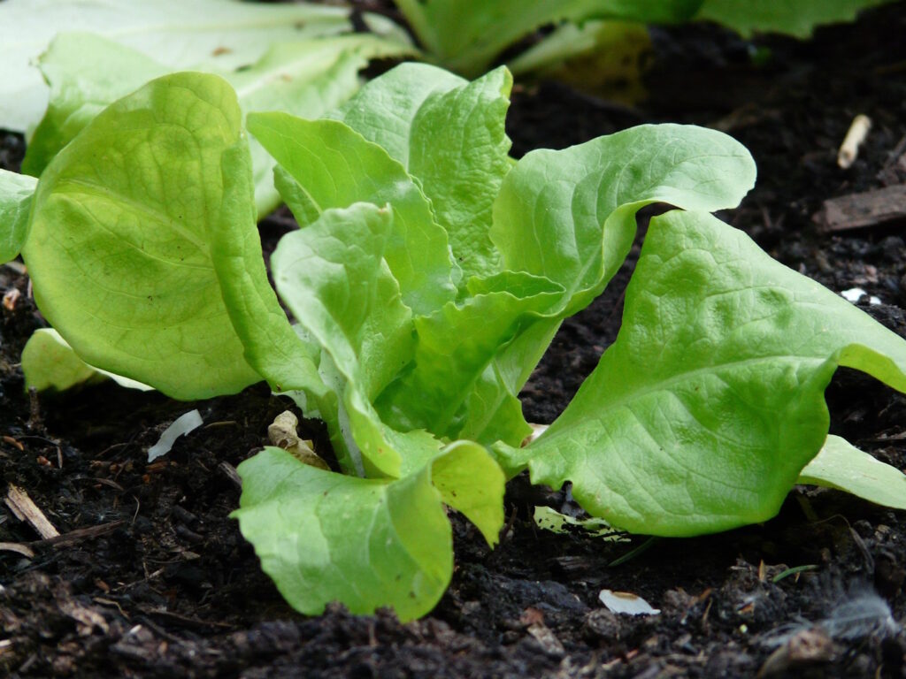 Das Foto zeigt den Gartensalat