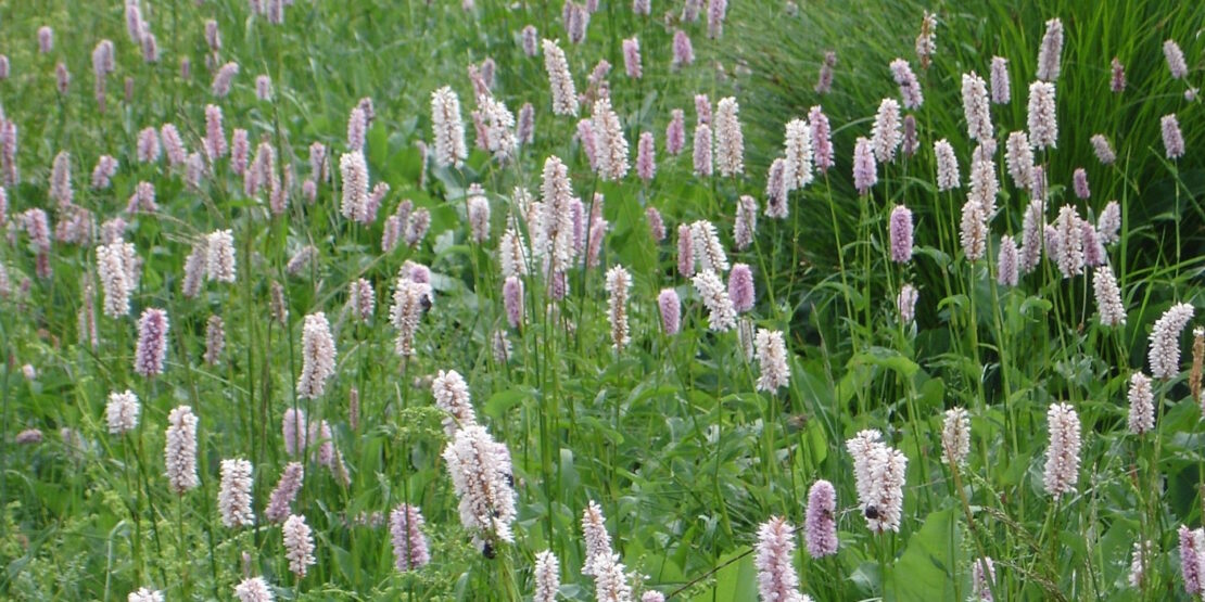 Das Foto zeigt eine Wiese voller Knöterich