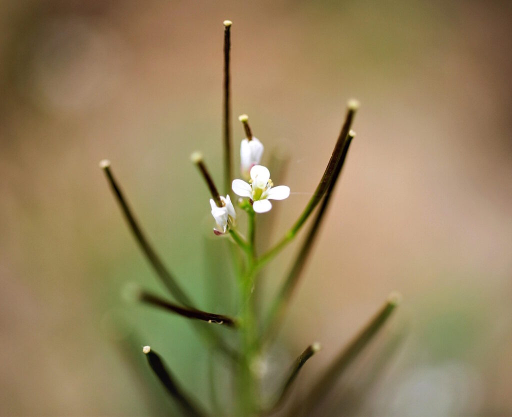 Das Foto zeigt das rauhaarige Schaumkraut