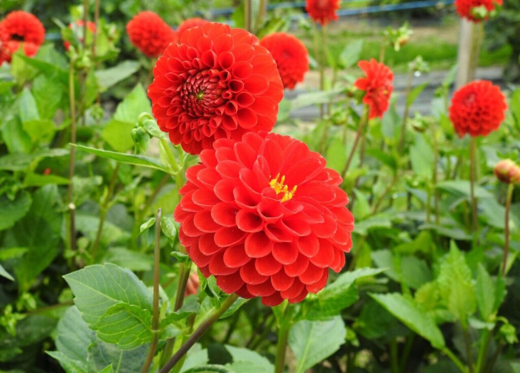 Das Foto zeigt rote Dahlien