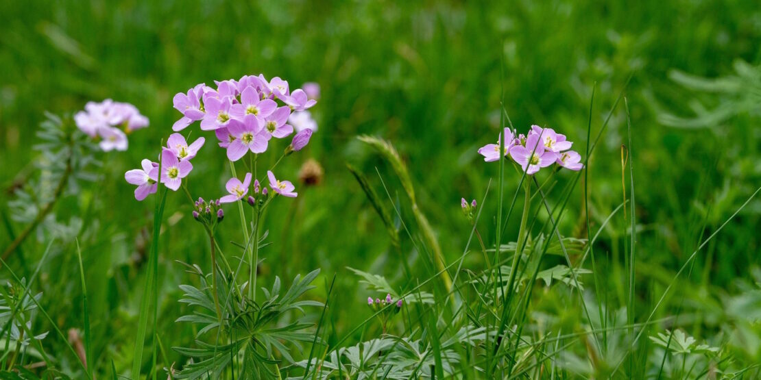Das Foto zeigt das lilafarbene Wiesen-Schaumkraut