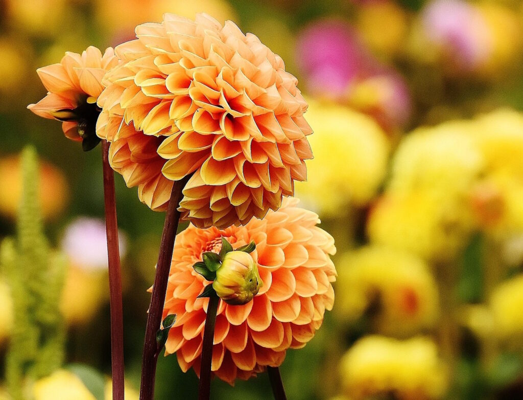 Das Foto zeigt eine orangefarbene Dahlie