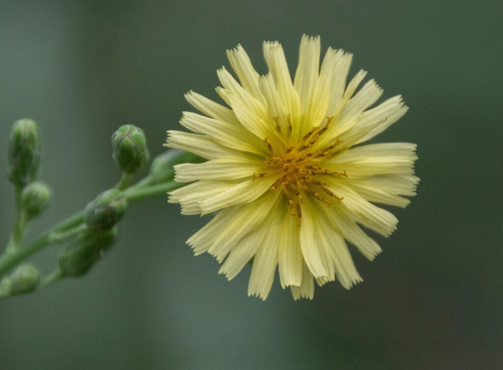 Das Foto zeigt die gelbe Blüte vom Stachellattich
