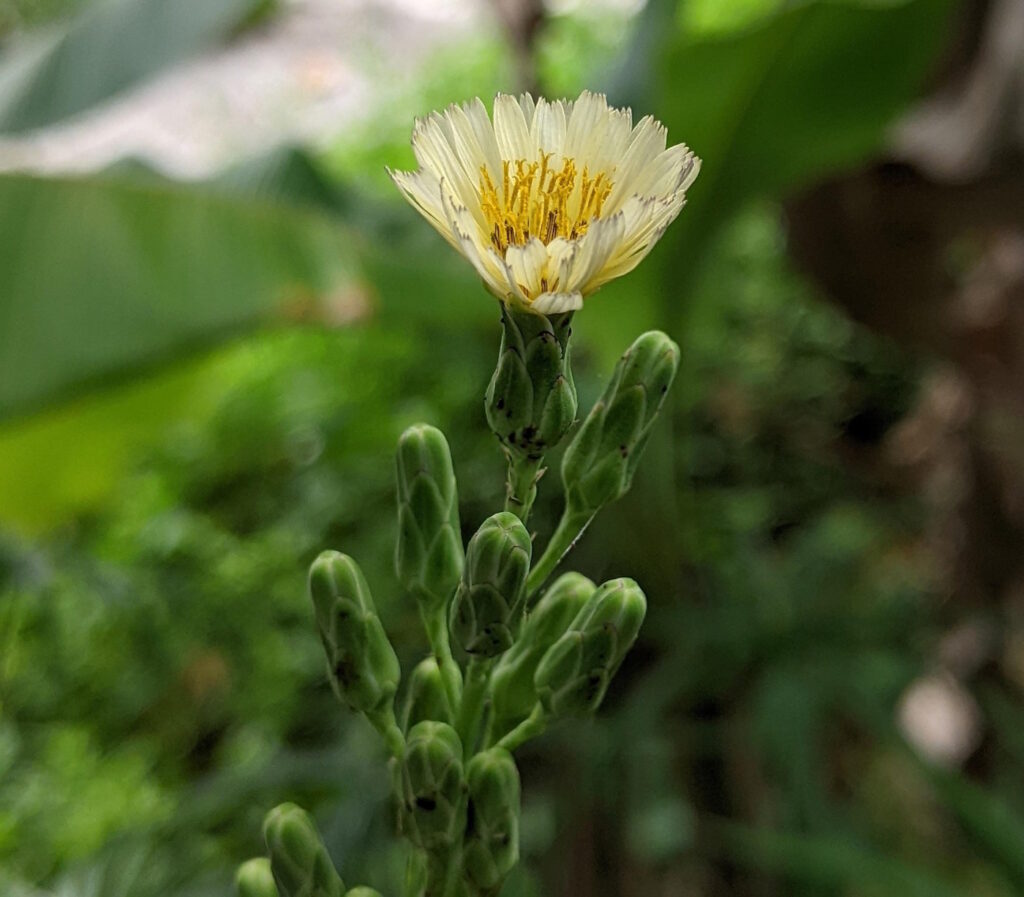 Das Foto zeigt die gelbe Blüte vom Stachelllattich