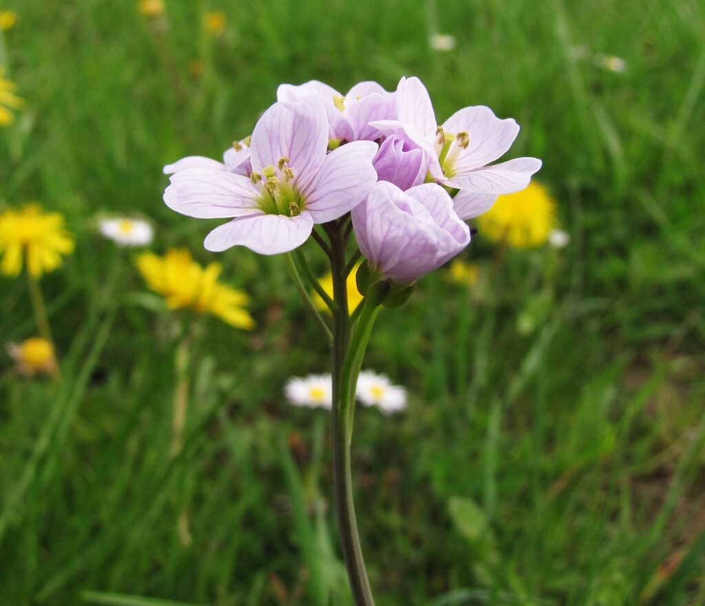 Das Foto zeigt die rosafarbenen Blüten des Wiesenschaumkrauts