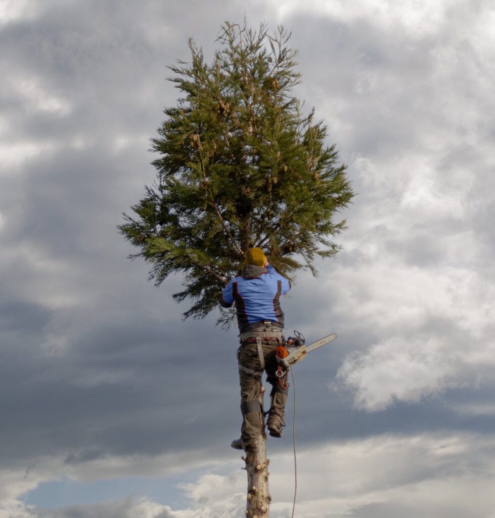 Das Foto zeigt einen Mann, der auf einen Baum klettert, um ihn zu kontrollieren