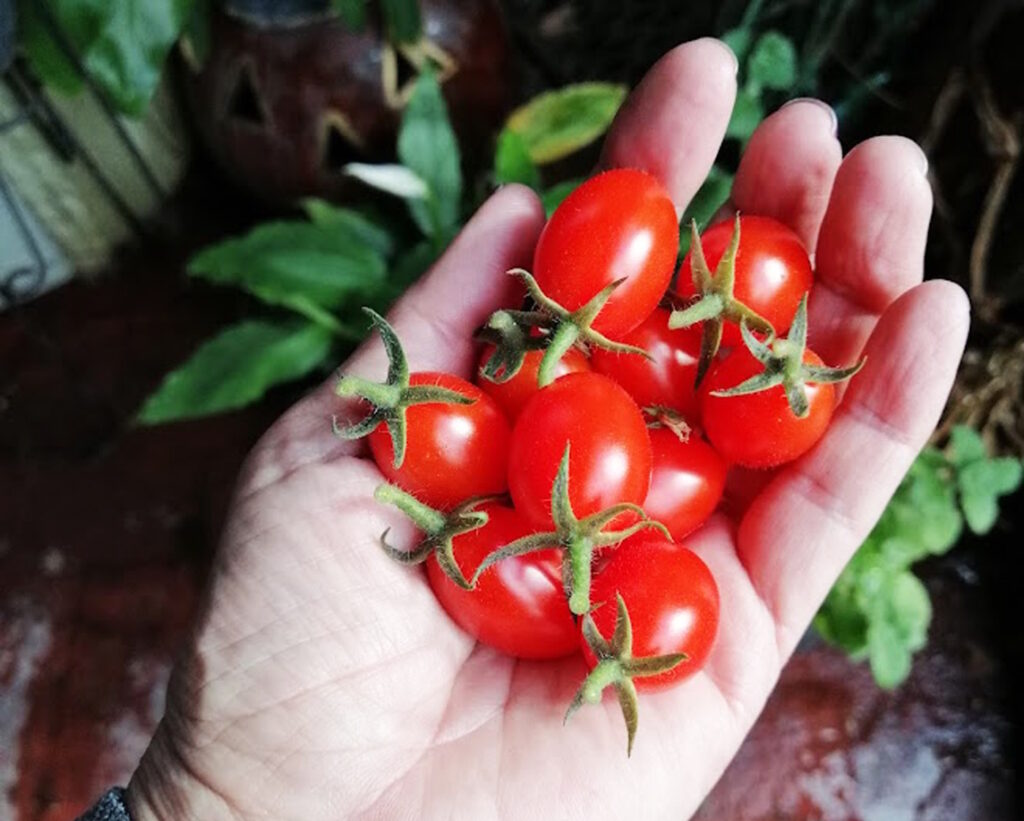 Das Foto zeigt Kirschtomaten, die in einer Hand gehalten werden