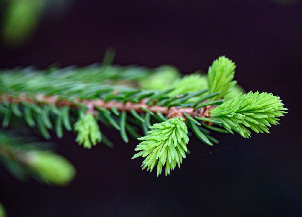 Das Foto zeigt eine Fichte, die austreibt
