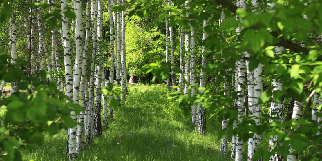 Das Foto zeigt Birkenbäume in einer Allee