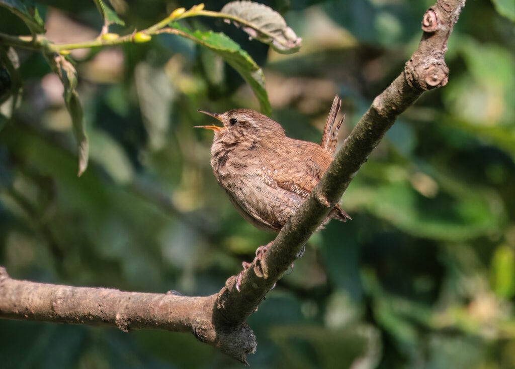 Das Foto zeigt einen Vogel auf einem Ast