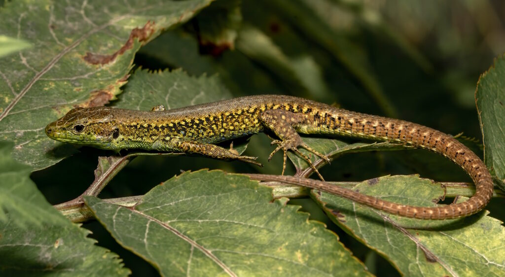 Das Foto zeigt eine Eidechse auf grünen Blättern