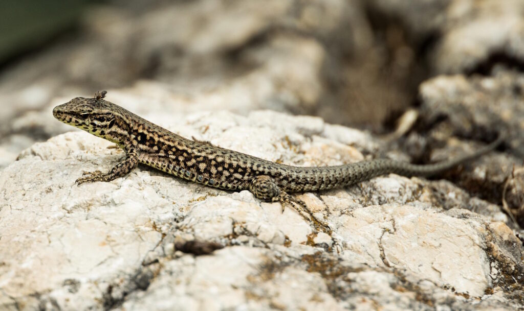 Das Foto zeigt eine Eidechse auf einem Stein