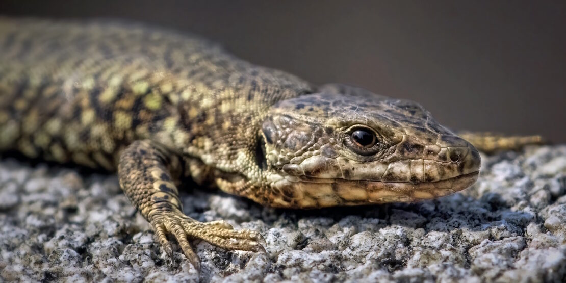 Das Foto zeigt eine Eidechse, die sich auf einem Stein aufwärmt