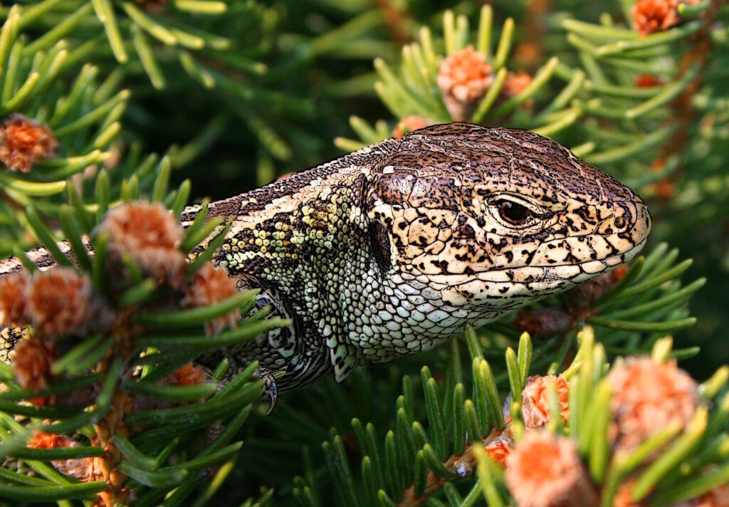 Das Foto zeigt eine Nahaufnahme von einem Eidechsenkopf