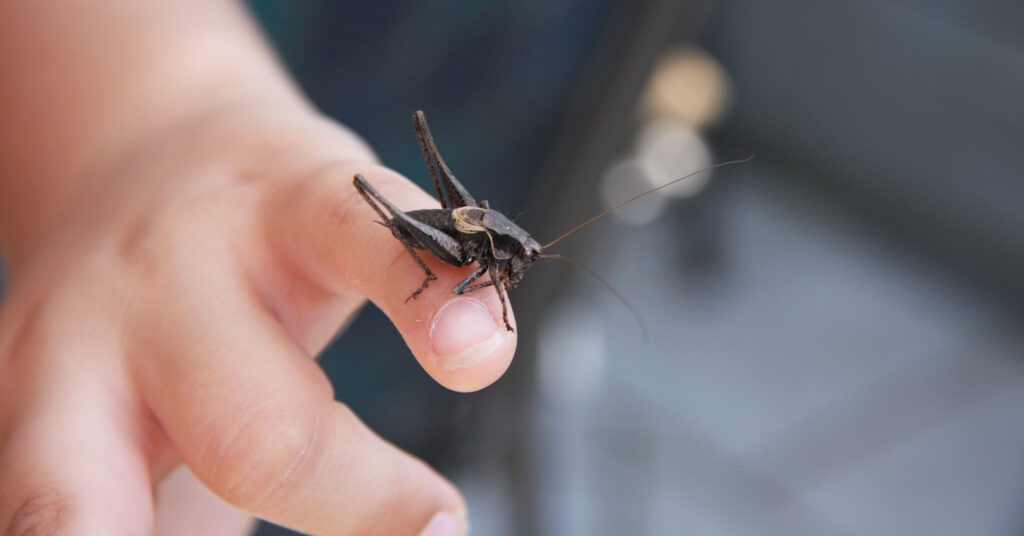 Das Foto zeigt einen Grashüpfer auf einem Finger